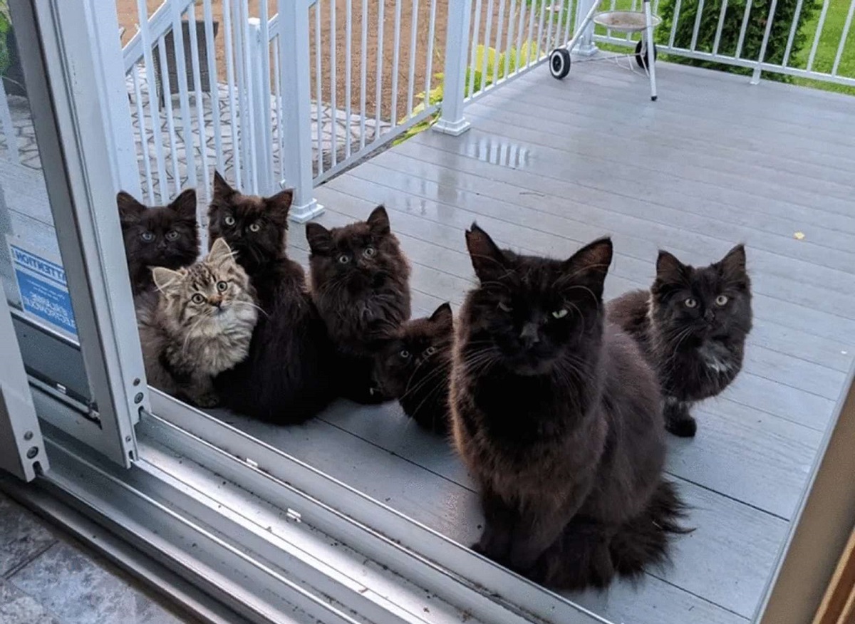 mamma presenta cuccioli