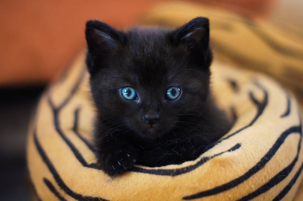 Usagi, la gattina nera che ha presentato i cuccioli alla donna che l’ha salvata (FOTO)