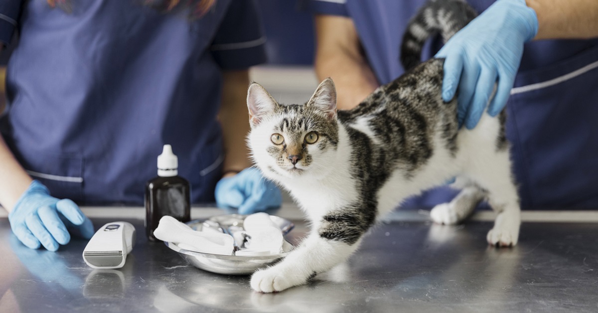 gatto dal veterinario