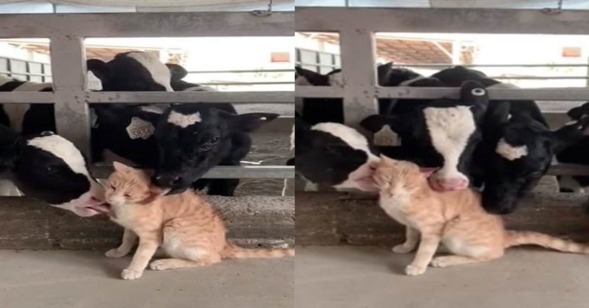 Le mucche coccolano e leccano il gattino (VIDEO)