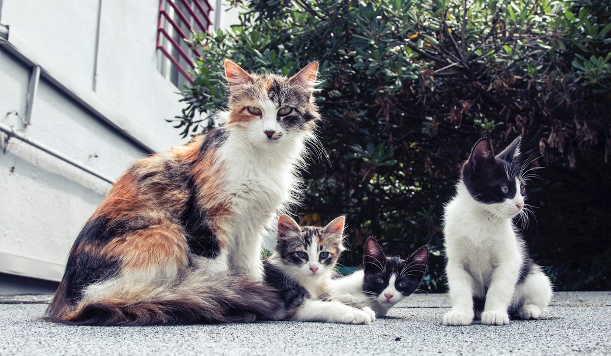 famiglia di gatti randagi