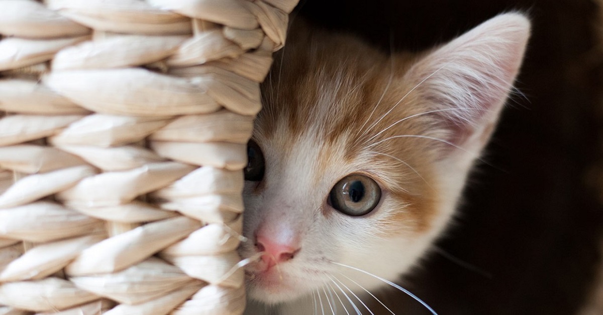 Zorro, il gattino con tre zampe che ha conquistato il cuore di un uomo (VIDEO)