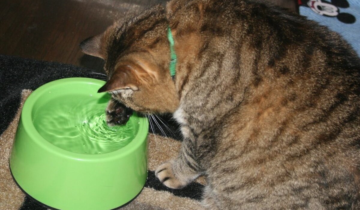 gatto gioca con l'acqua della ciotola
