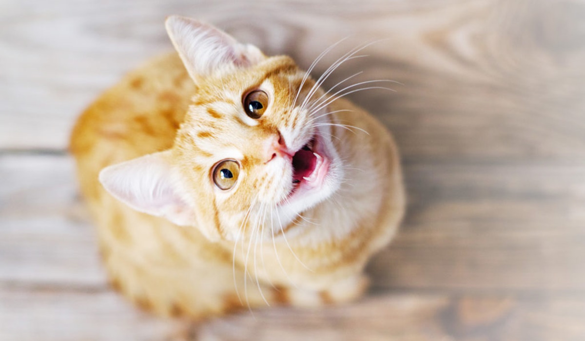 gatto miagola forte