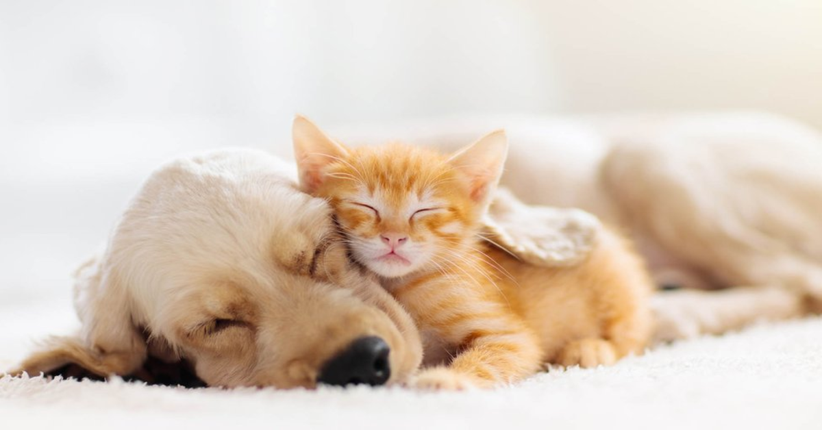 Gattino siamese e cucciolo di cane dormono insieme (VIDEO)
