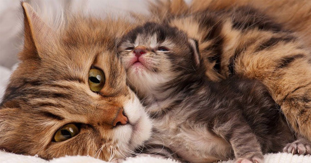 Mamma gatta abbraccia il suo gattino che fa un brutto sogno e commuove il web (VIDEO)