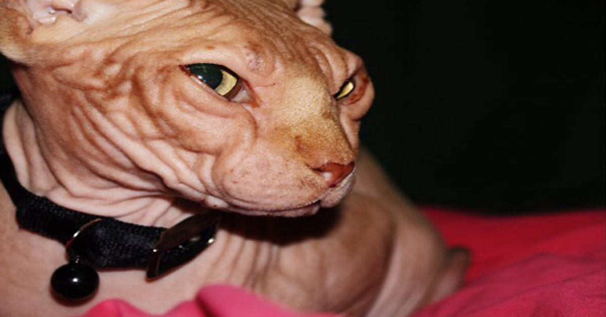 Jasper, il gattino Sphynx tanto sfortunato che nonostante il suo aspetto è diventato una star del web (VIDEO)