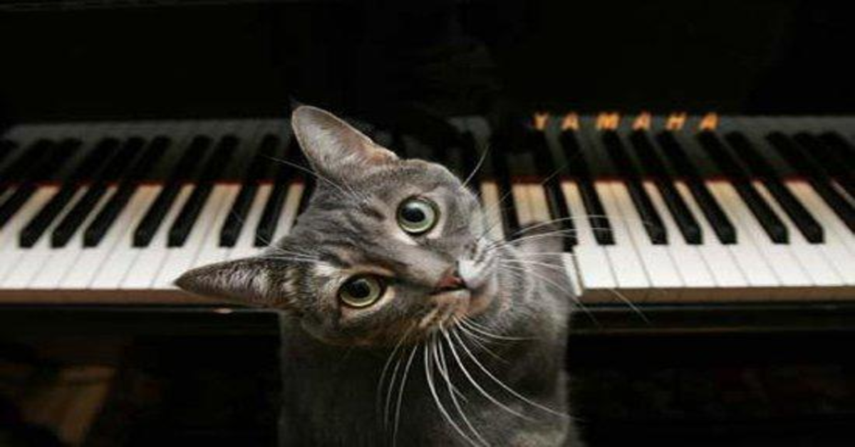 Nora, la gattina pianista che fa impazzire il web