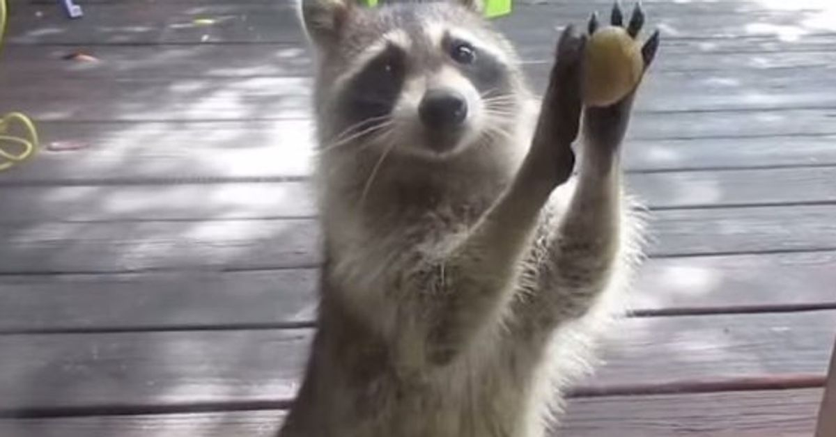 Un simpatico procione ruba il cibo a dei gattini che lo guardano sconvolti (VIDEO)