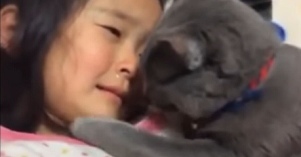 Un gattino cerca di consolare una bimba che piange disperatamente (VIDEO)