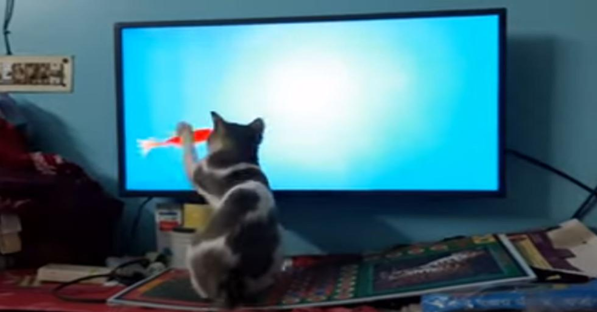 gatto gioca con gioco di pesci in tv