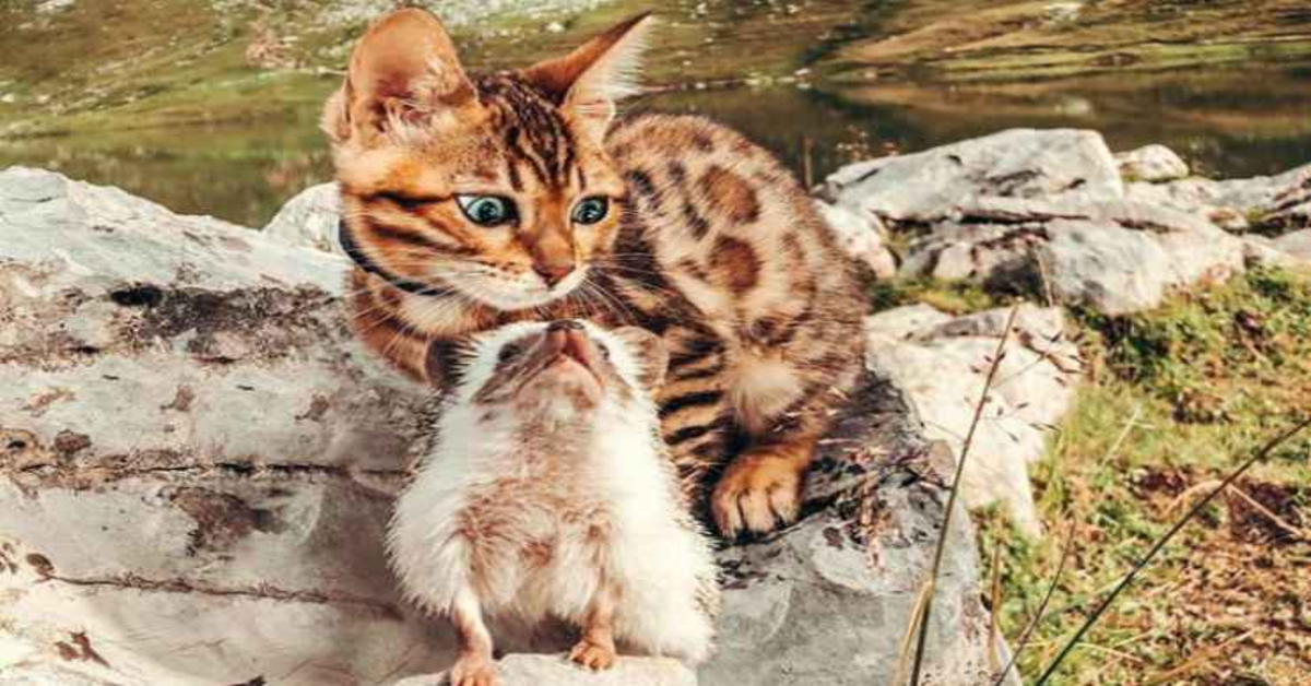 Herbee e Audree: una gattina Bengala e un riccio amici per la pelle (VIDEO)