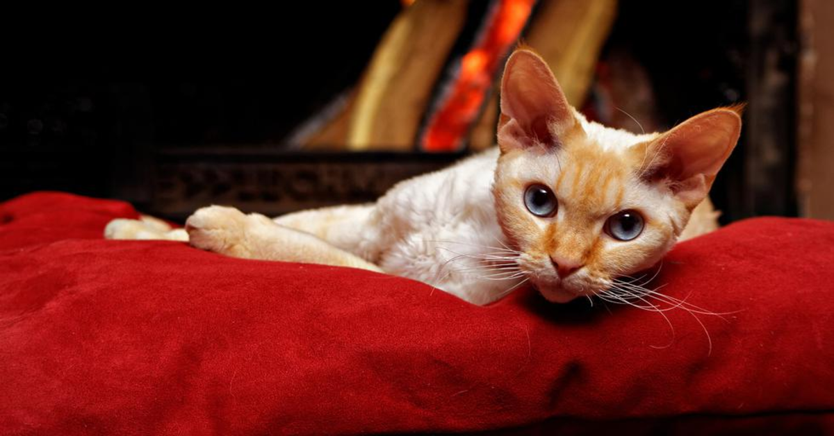 L’adorabile gattino Devon Rex che gioca come un cane (VIDEO)