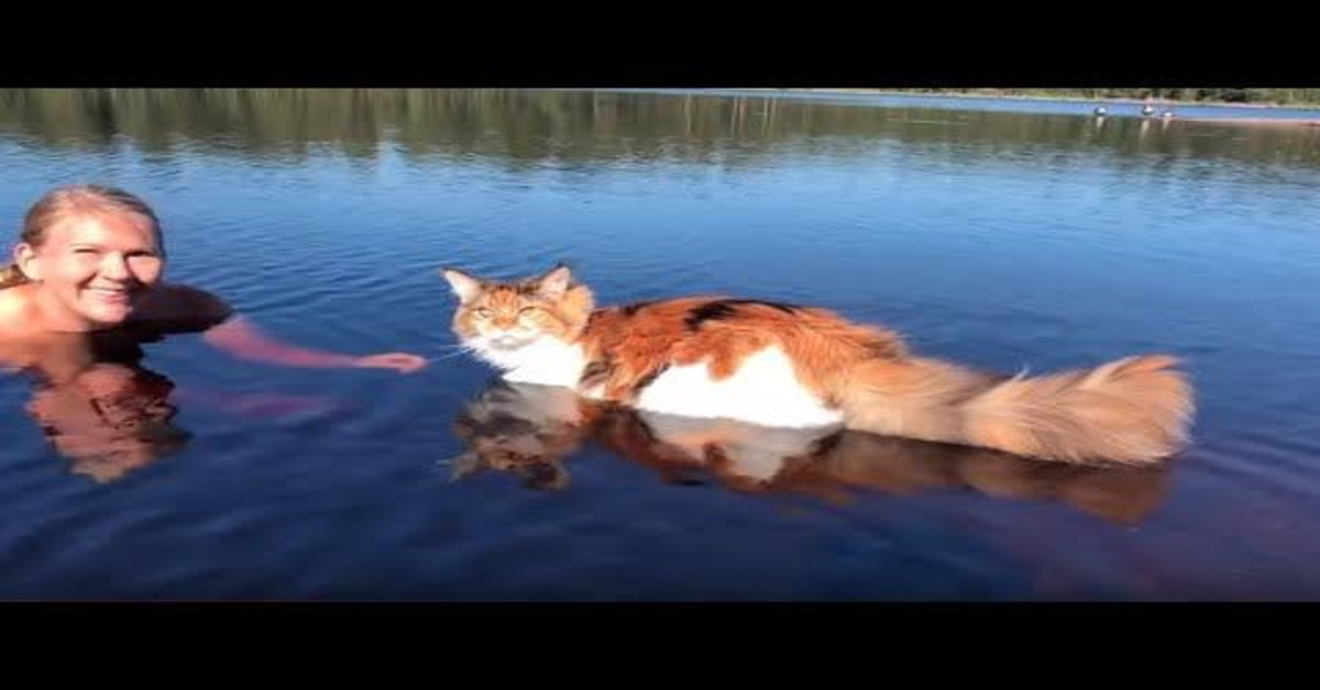 Maine Coon fa il bagno con la padrona nel lago