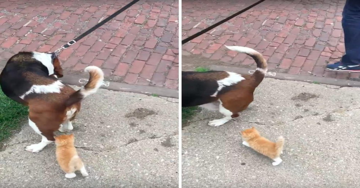 gattino segue un cane