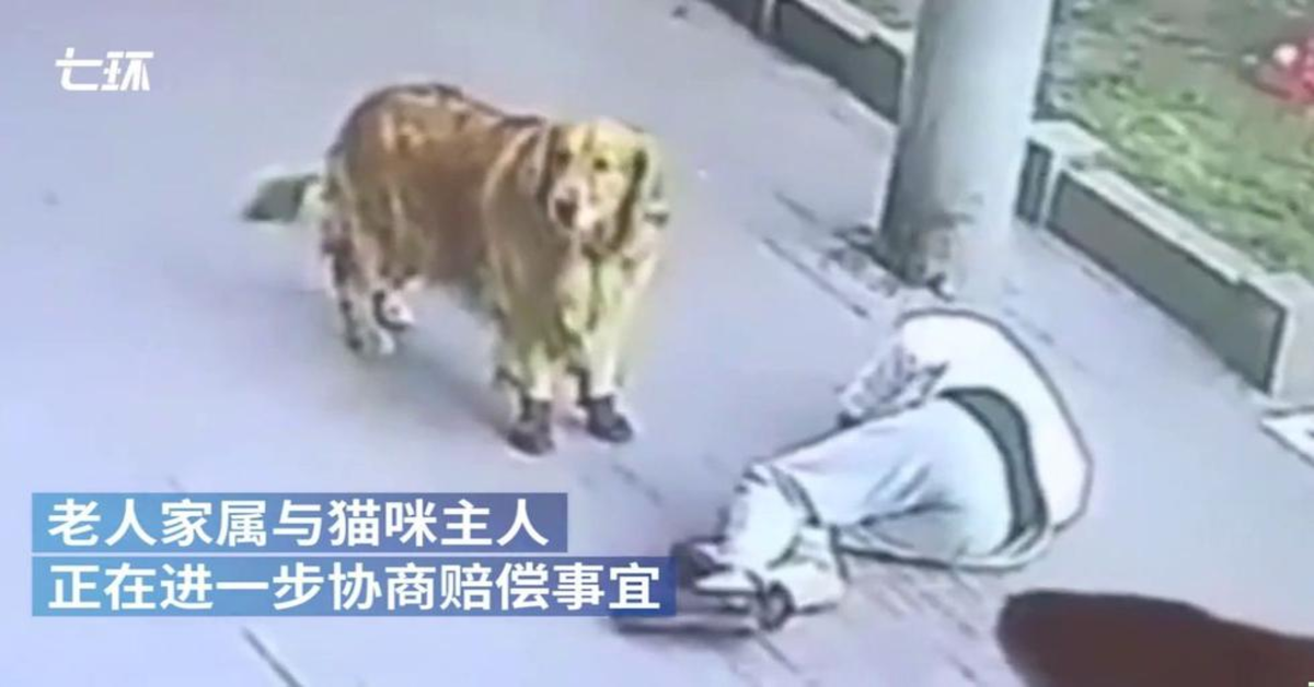 cane soccorre padrone colpito in testa da un gatto