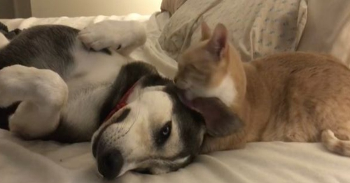 Alfredo, il gattino Soriano che con una routine speciale si prende cura del cane Pic (VIDEO)