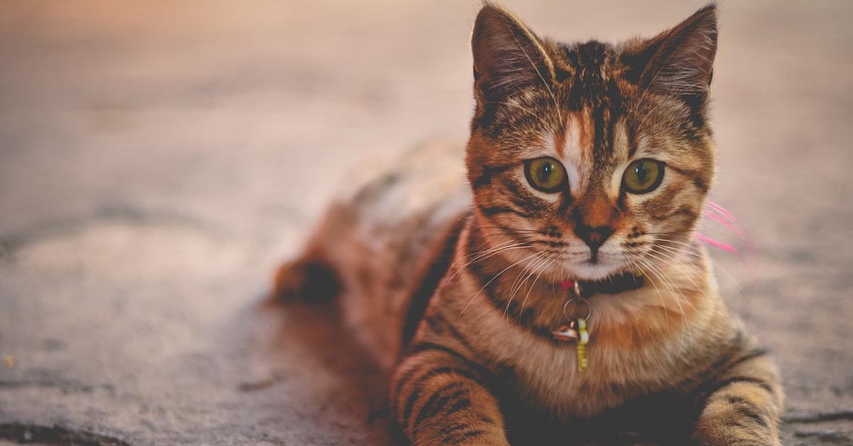 Attenzione a considerare il gatto un semplice animale: c’è molto di più in lui