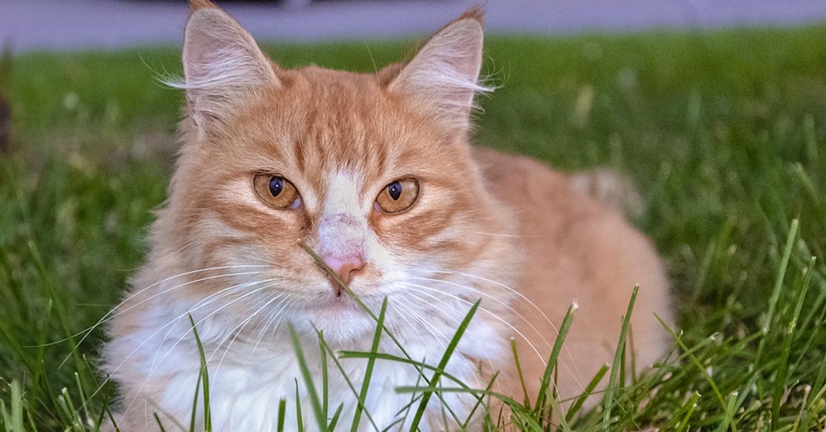 Gatto in un prato