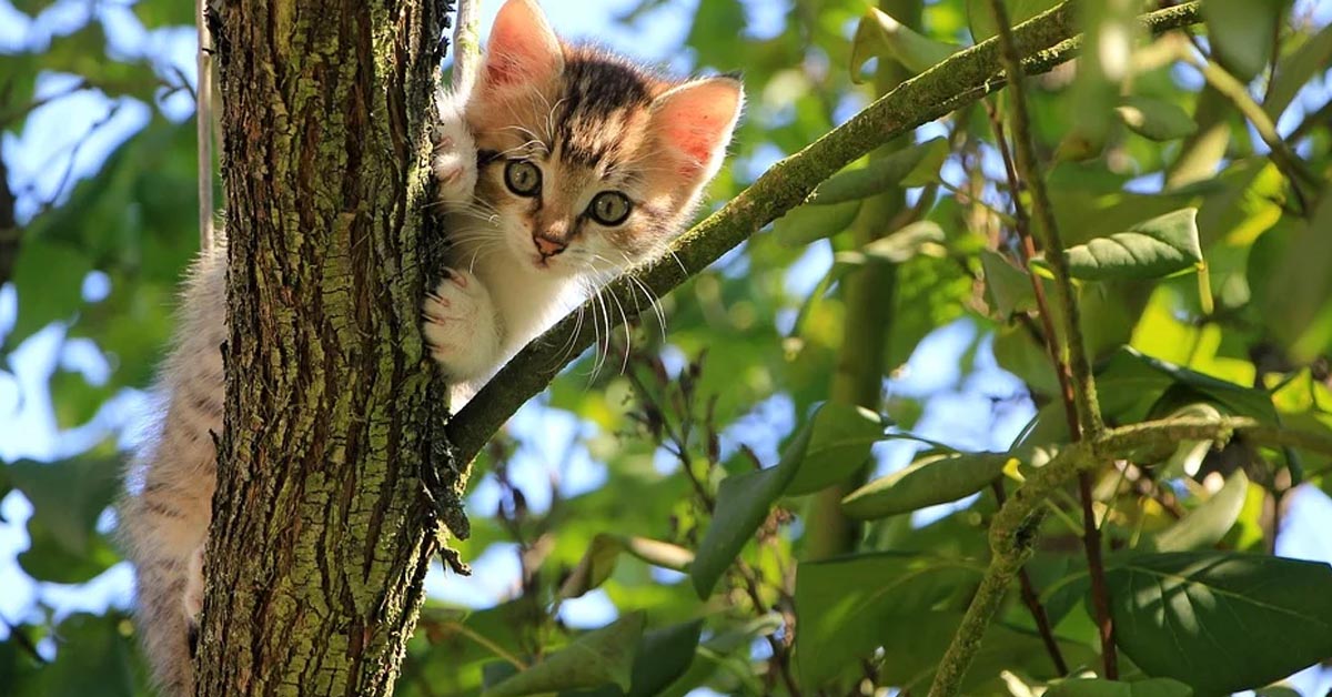 Attenzione a questi insetti, possono essere mortali per il tuo gatto