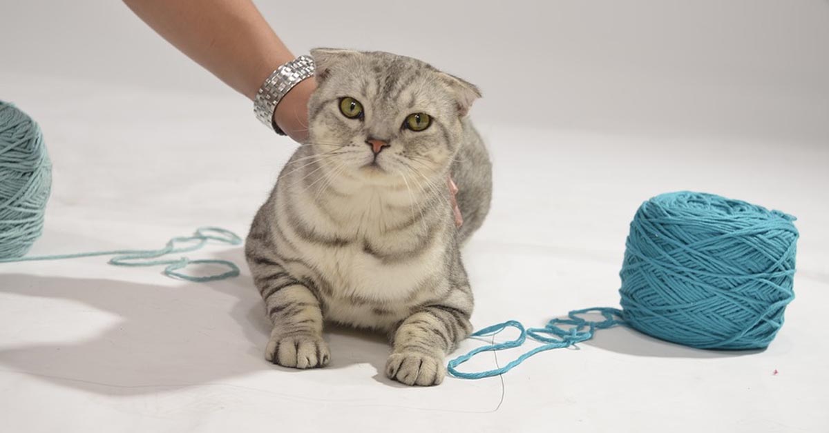 Attenzione al tuo gatto se gioca con un filo: potrebbe capitargli qualcosa che non immagini