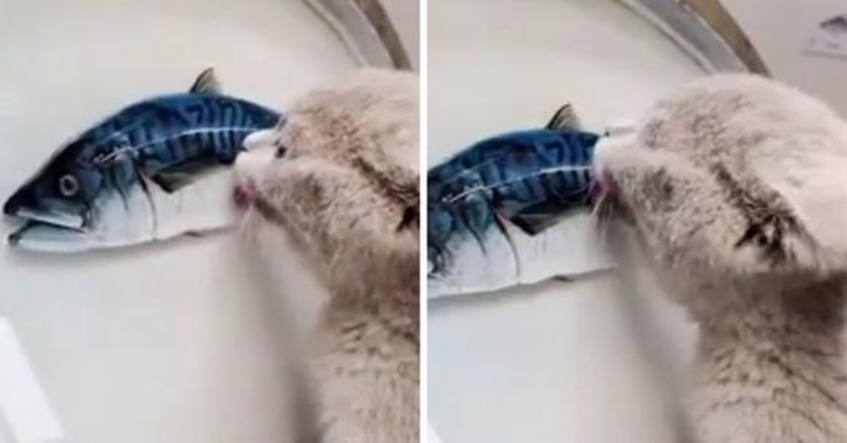 gatto cerca di mangiare pesce disegnato