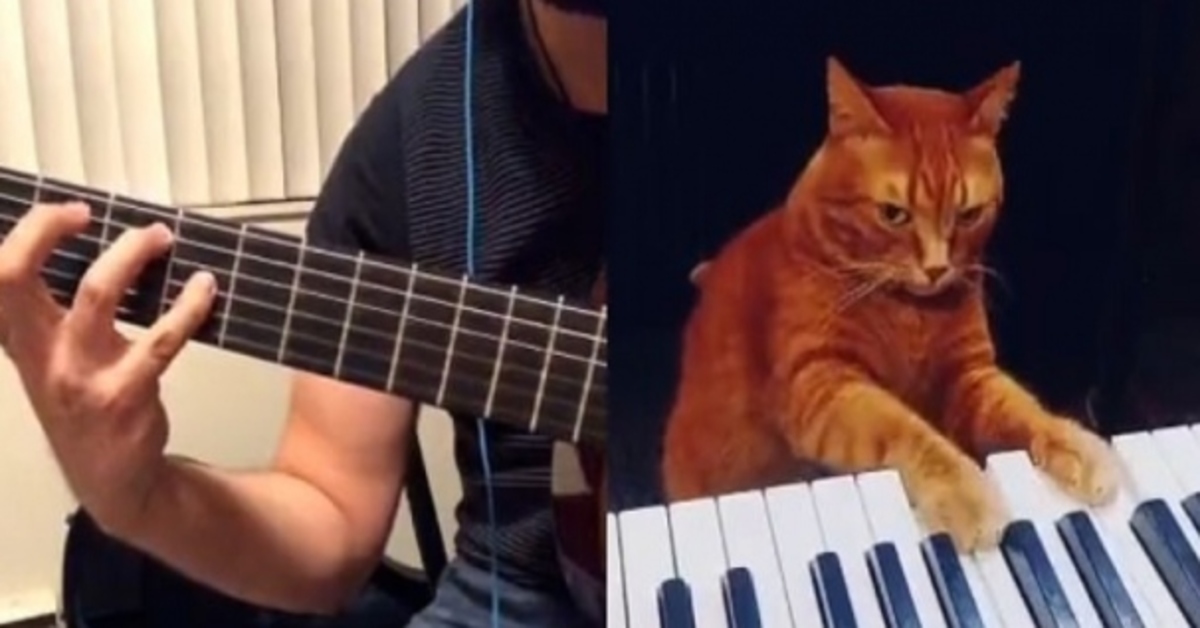 Barney, il gattino soriano che si diverte a fare il pianista (VIDEO)