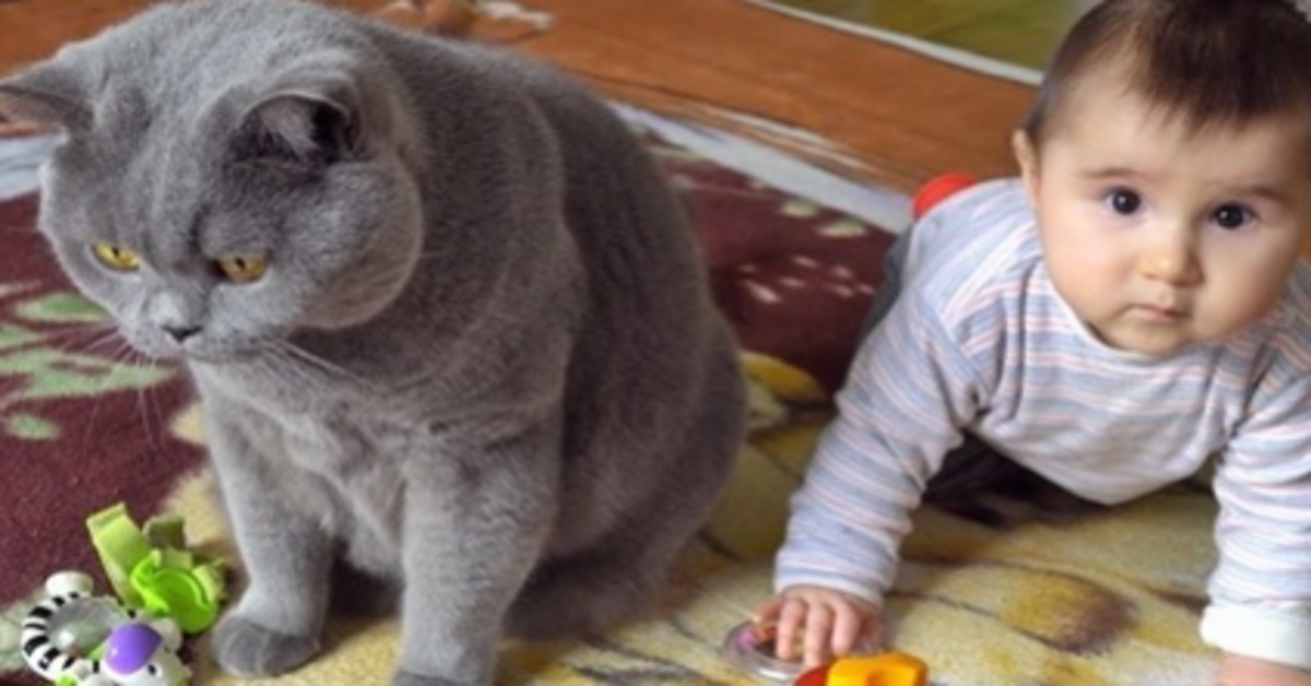 Coconut, la gattina British Shorthair che pazientemente gioca con la bambina (VIDEO)