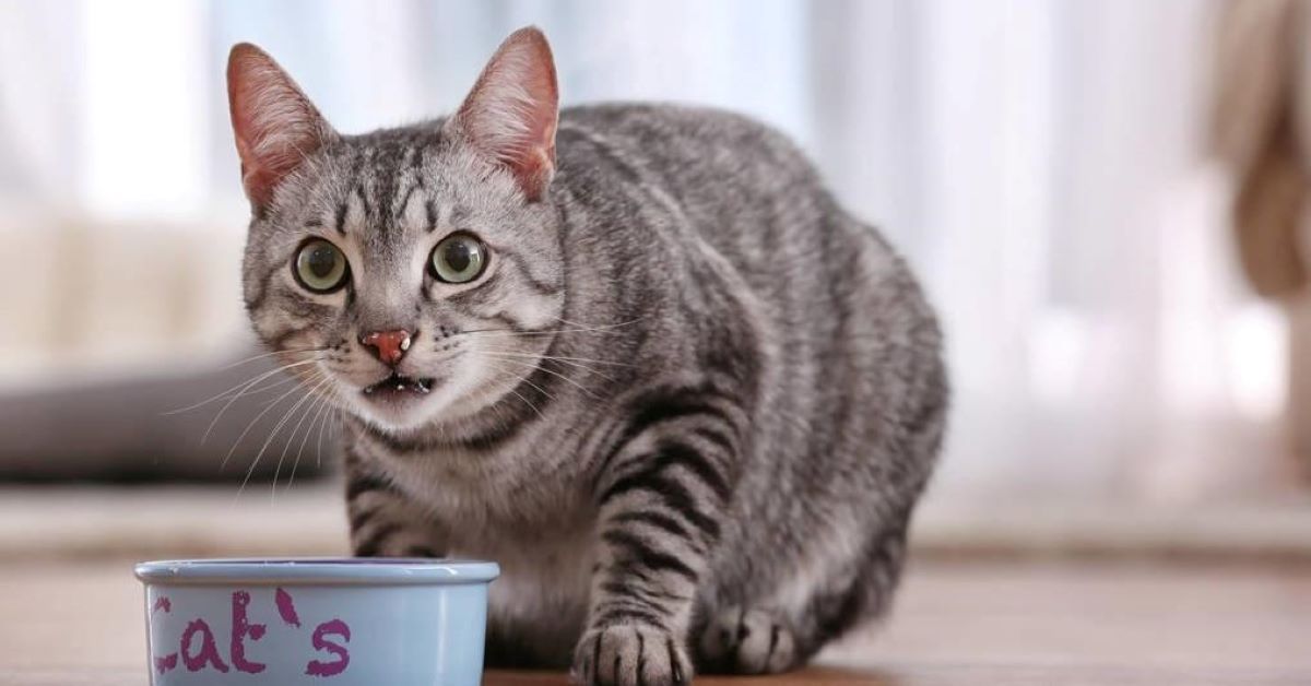 Come possiamo convincere il gatto a mangiare?