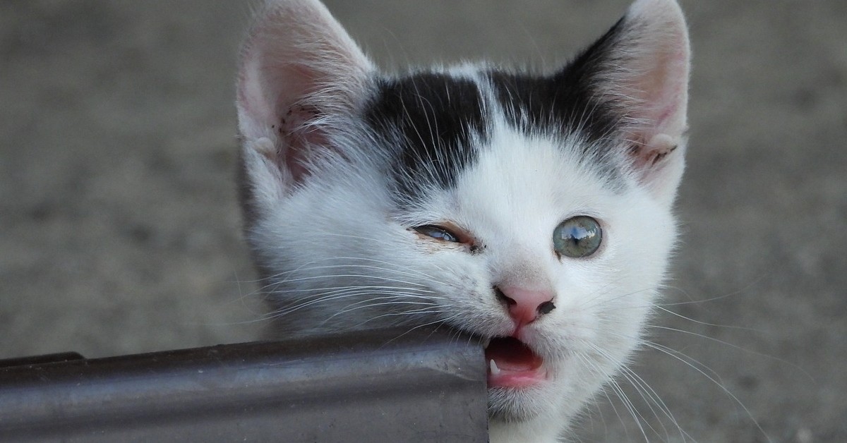 Sfama una gattina randagia e lei torna con il suo cucciolo