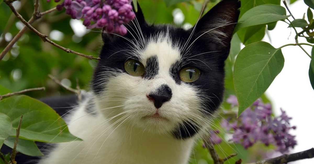 Coppia sfama una gattina randagia