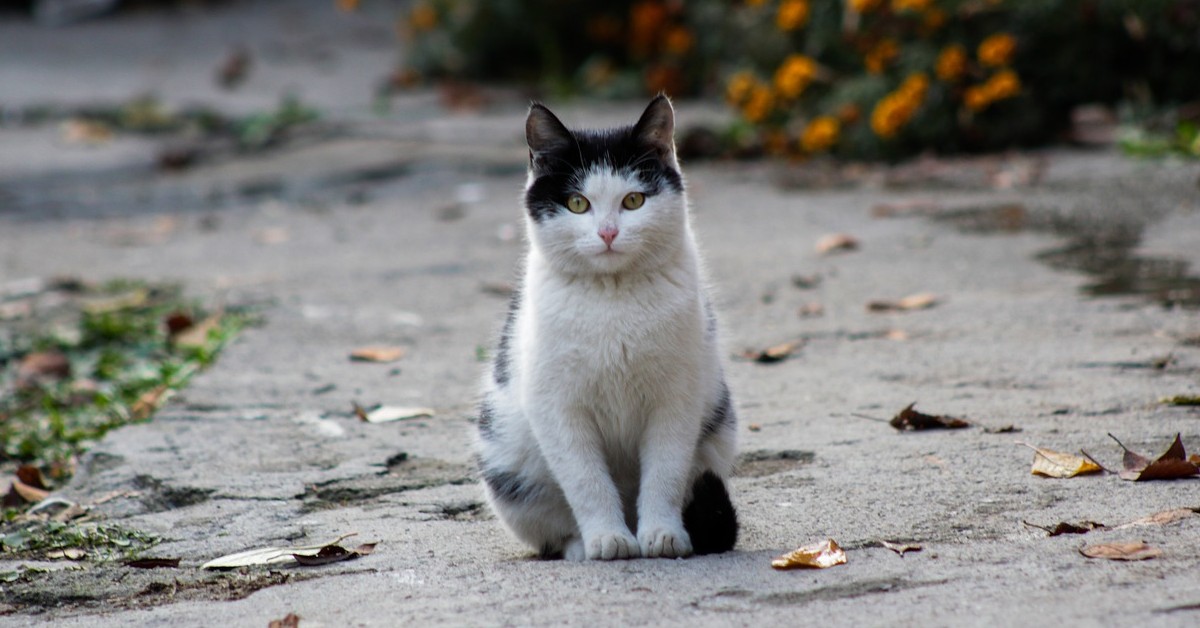 Coppia sfama una gattina randagia e lei torna con il suo cucciolo (VIDEO)