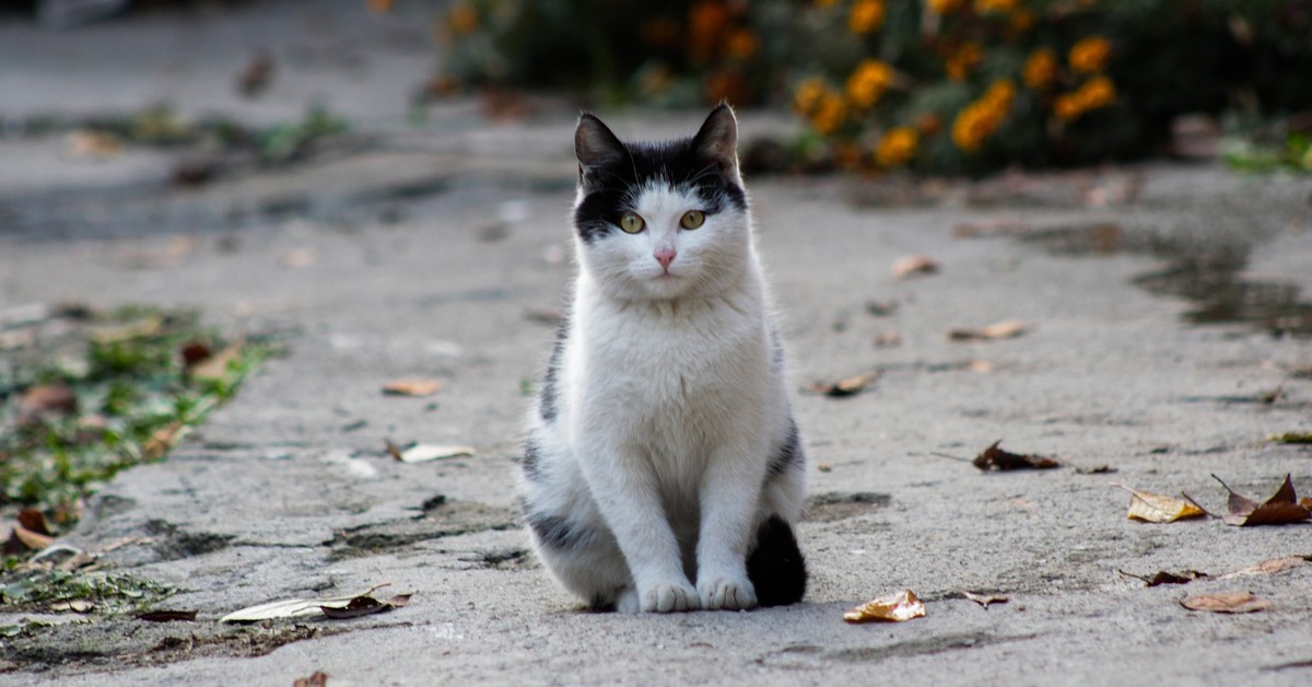 Coppia sfama una gattina randagia e lei torna con il suo cucciolo (VIDEO)