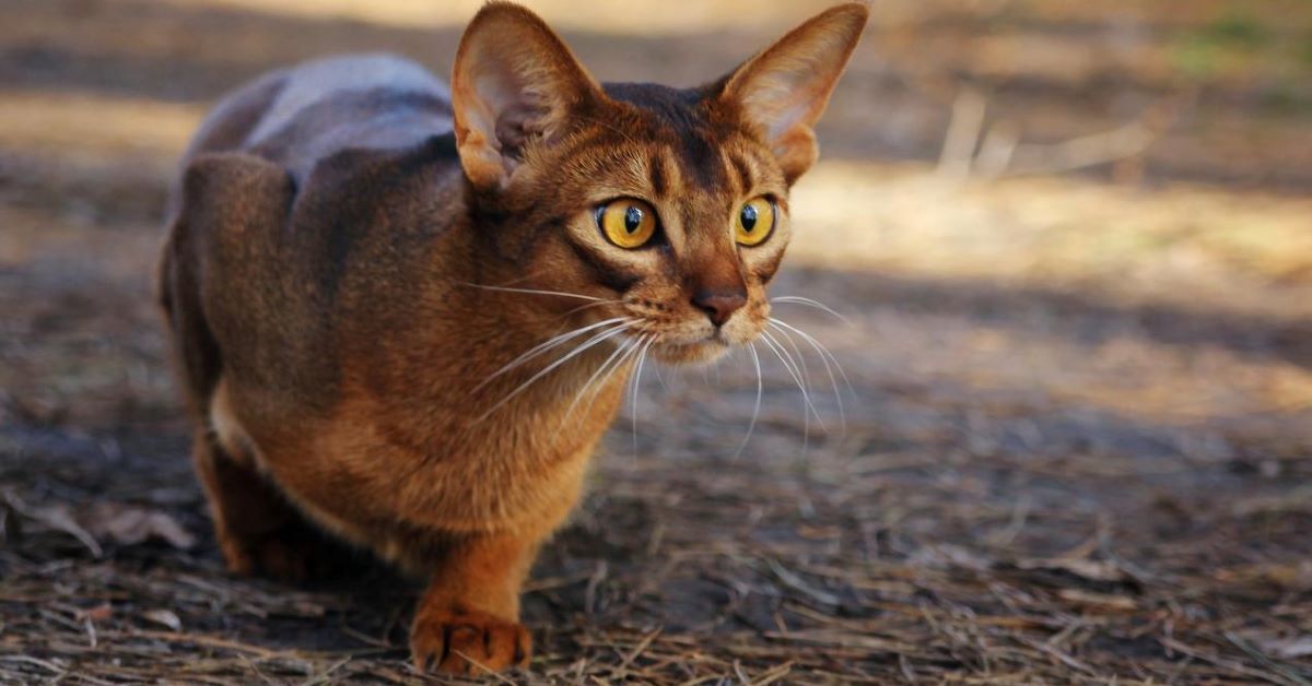 Cuccioli di Abissino, come pulirli? Consigli e attenzioni per prendersene cura