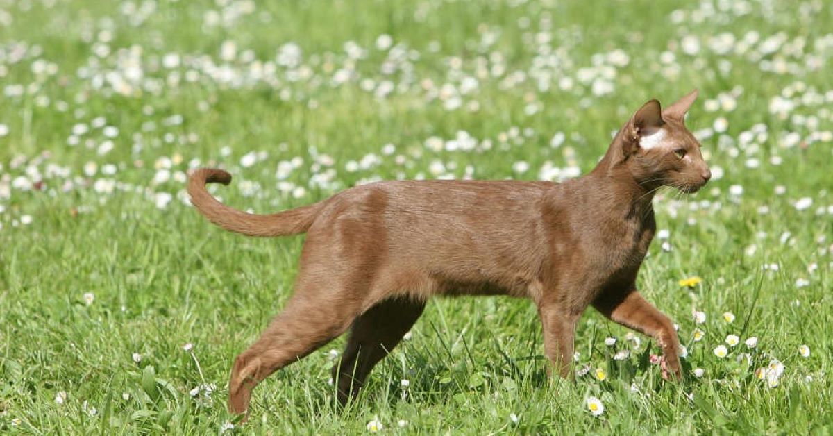 cuccioli di havana brown quanto pesano