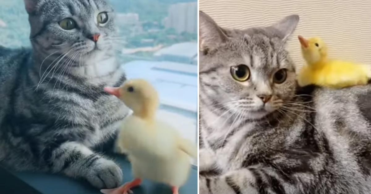 Due gattini adottano un piccolo anatroccolo e la loro amicizia emoziona il web (video)