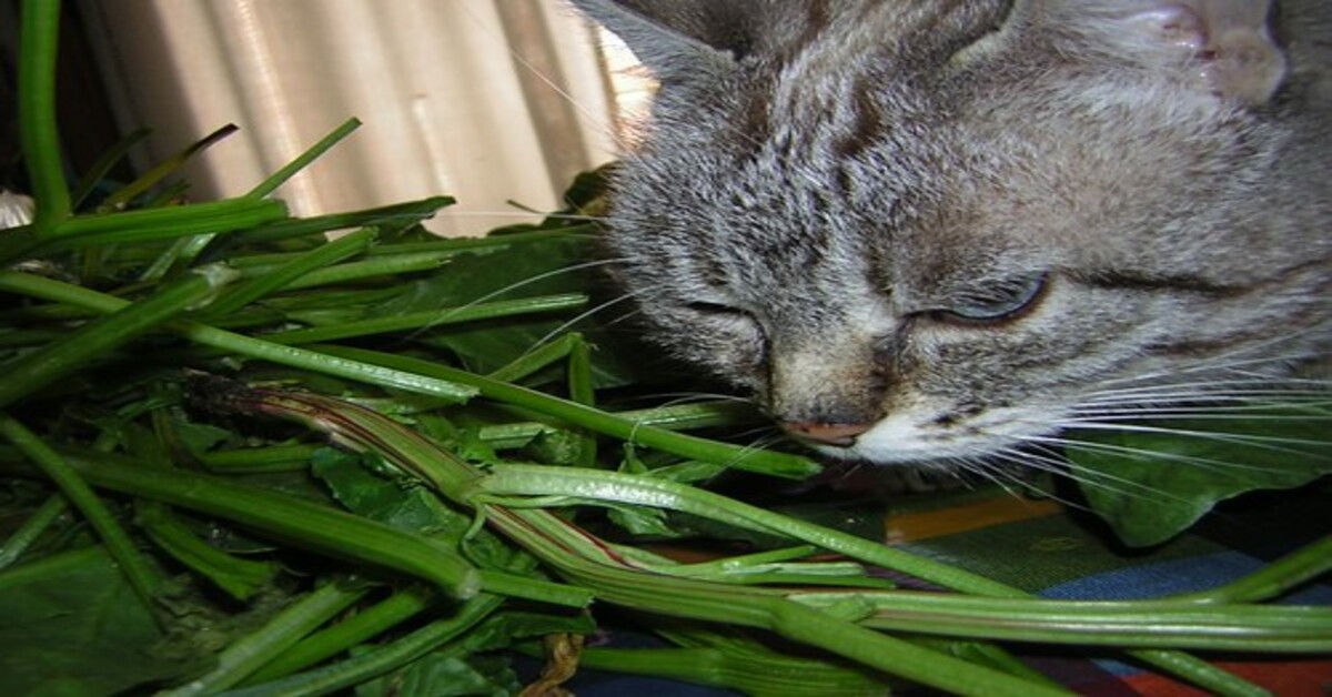 Ecco perché i gatti vanno matti per questa erba, il motivo è davvero affascinante