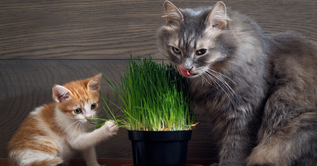 Ecco perché i gatti vanno matti per questa erba, il motivo è davvero affascinante