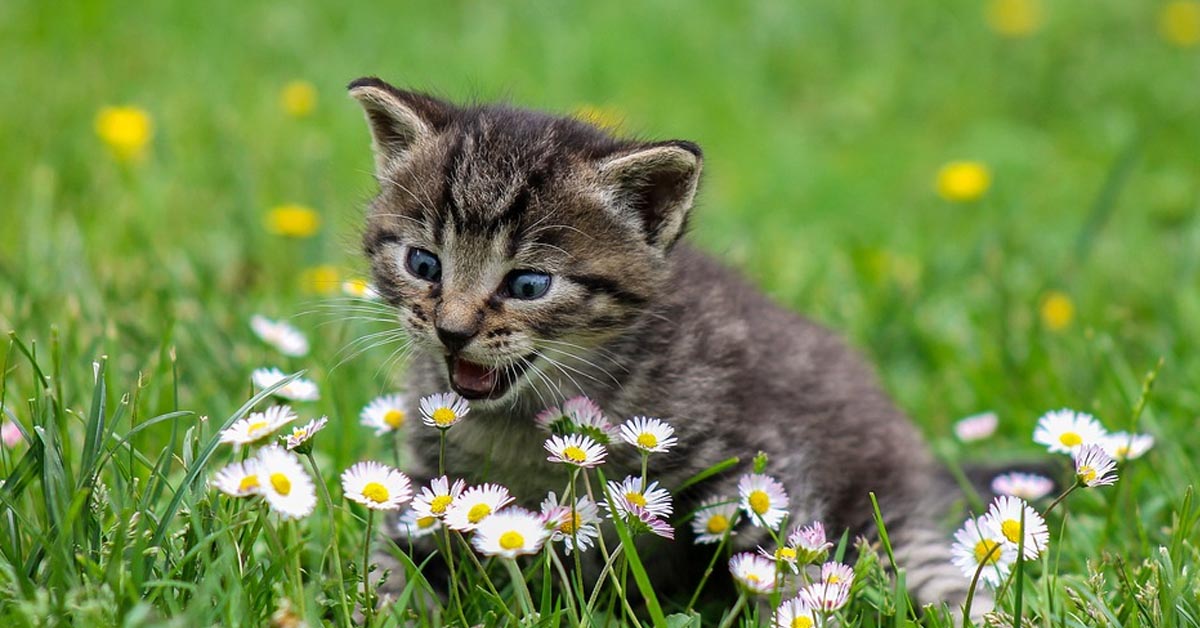 Gatto in un prato