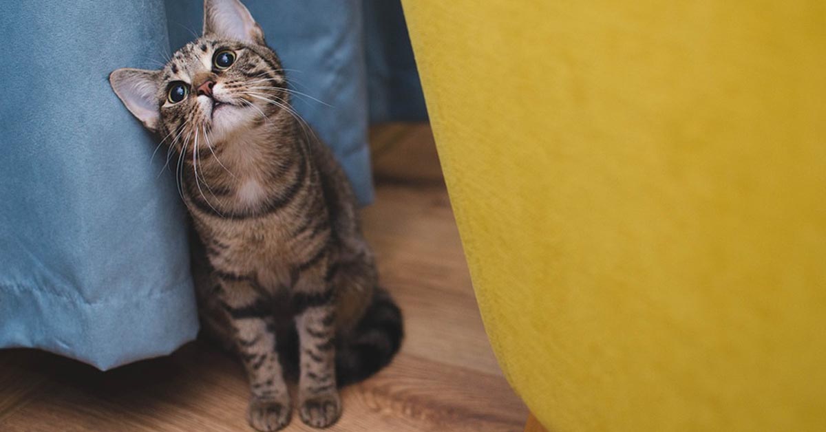 Ecco perché il tuo gatto può guarirti se sei malato o molto depresso