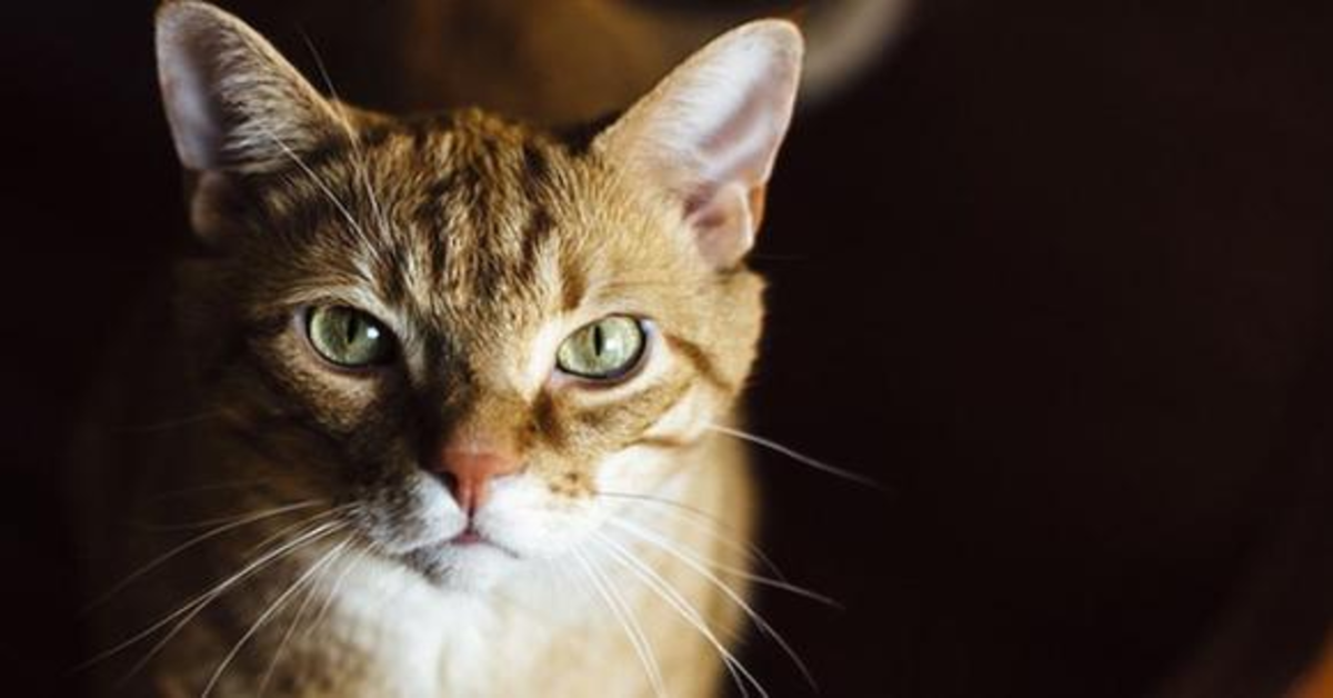 La commovente reazione di un gattino quando vede un filmato dove appare il suo padrone morto da mesi (VIDEO)