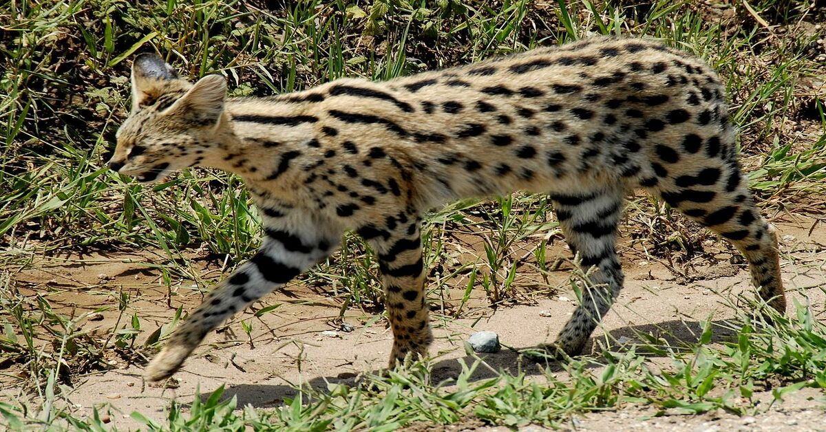 Forse non lo sai ma questo animale è un gatto ed è anche incredibilmente affascinante