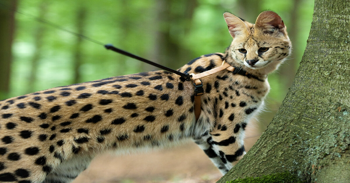 Forse non lo sai ma questo animale è un gatto ed è anche incredibilmente affascinante