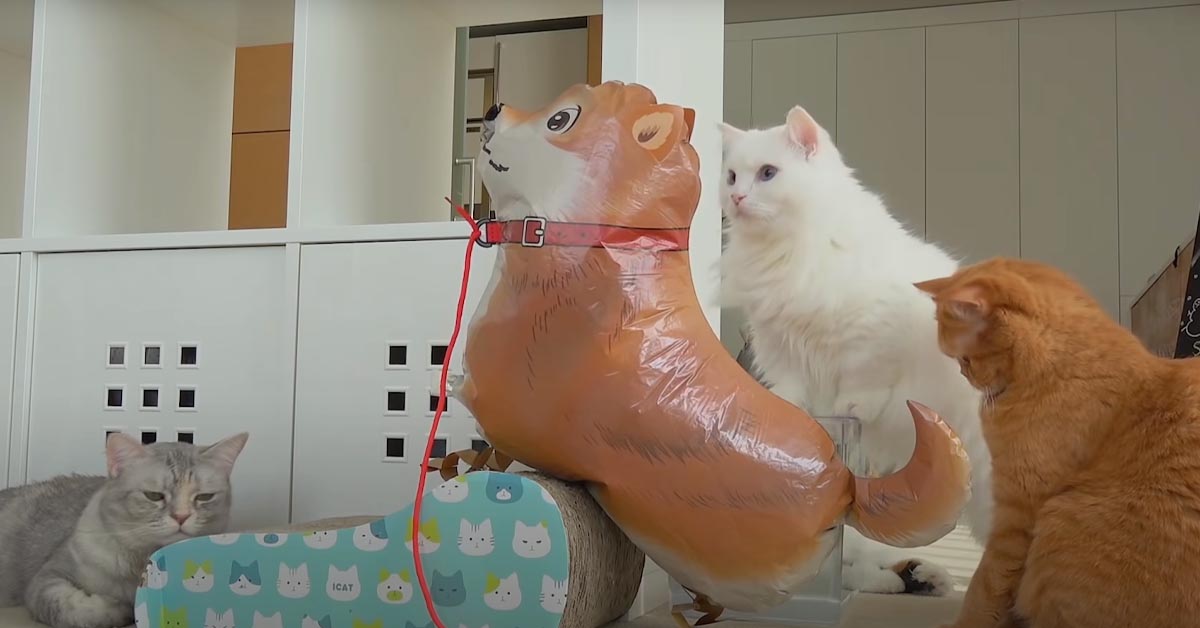 I gattini “affrontano” un palloncino a forma di cane (video)