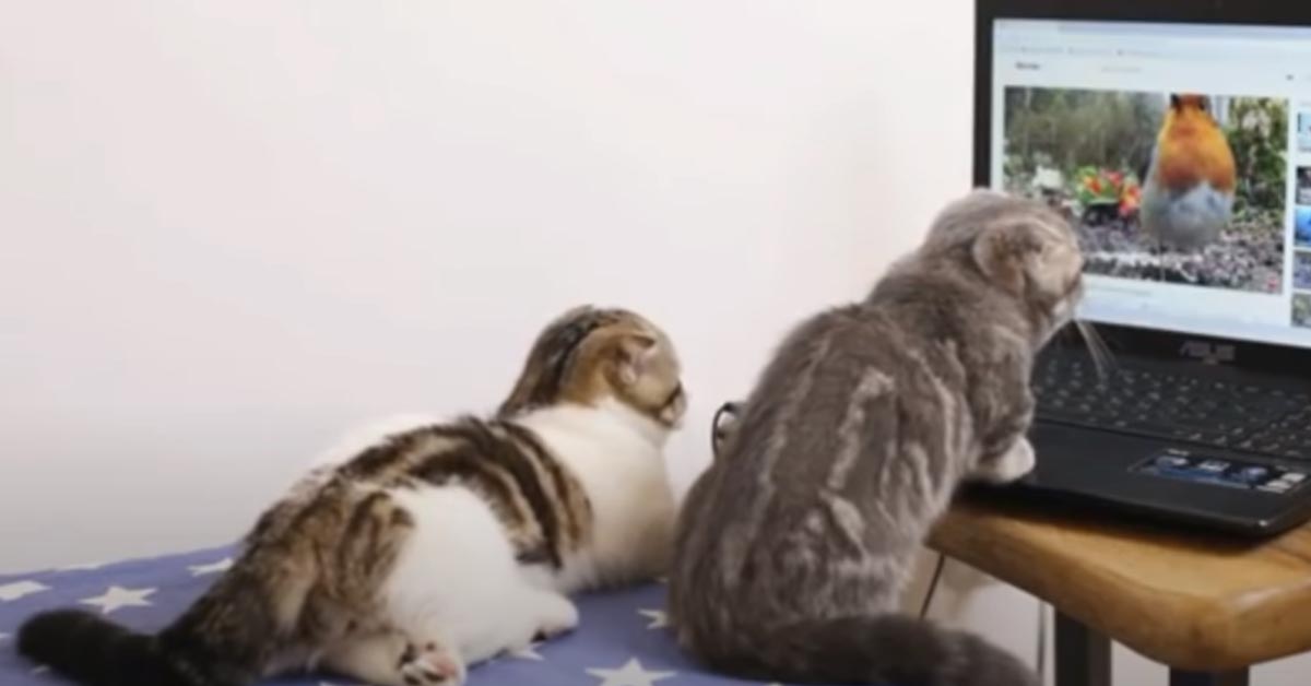 I gattini Munchkin sono entusiasti di guardare un filmato di scoiattoli e uccellini (video)
