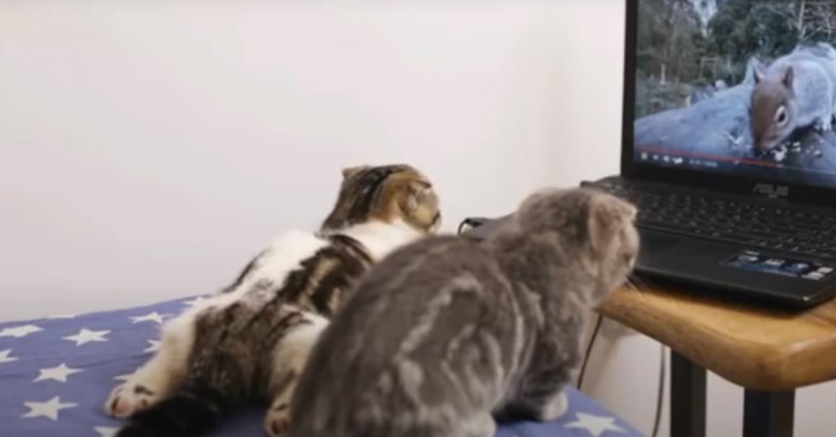 Gatti che guardano un video