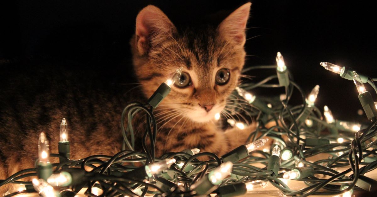 gattini a natale foto