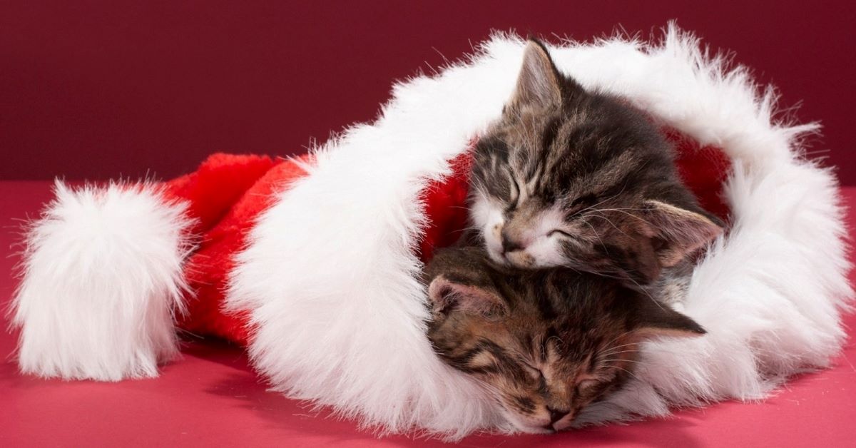 Gattini a Natale: foto dolcissime e tenerissime di cuccioli di gatto, doni e luci