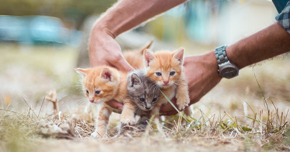 Gattini abbandonati salvati da una mamma umana (VIDEO)