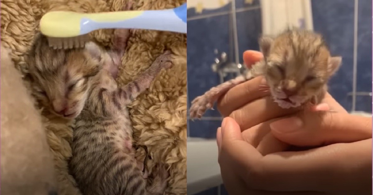 Gattini abbandonati salvati da una mamma umana